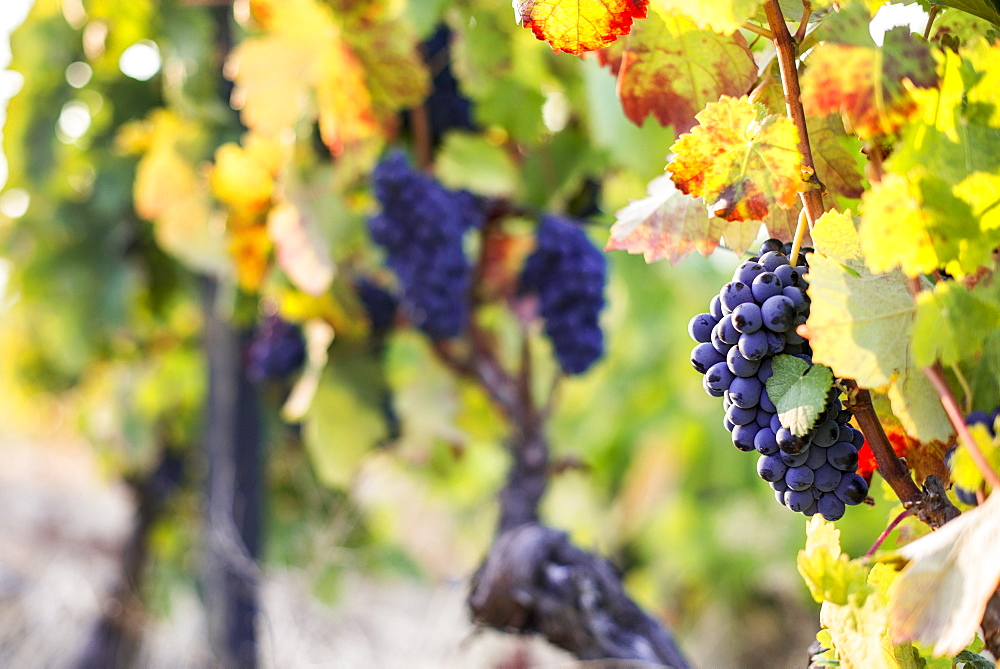 Grapes ripening in the sun at a vineyard in the Alto Douro region, Portugal, Europe