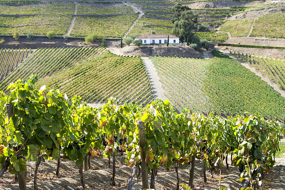 Grape vines ripening in the sun at a vineyard in the Alto Douro, Portugal, Europe