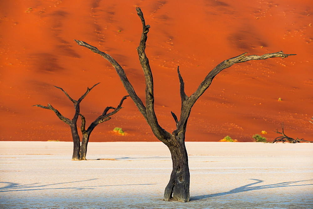 Dead acacia trees silhouetted against sand dunes at Deadvlei, Namib-Naukluft Park, Namibia, Africa