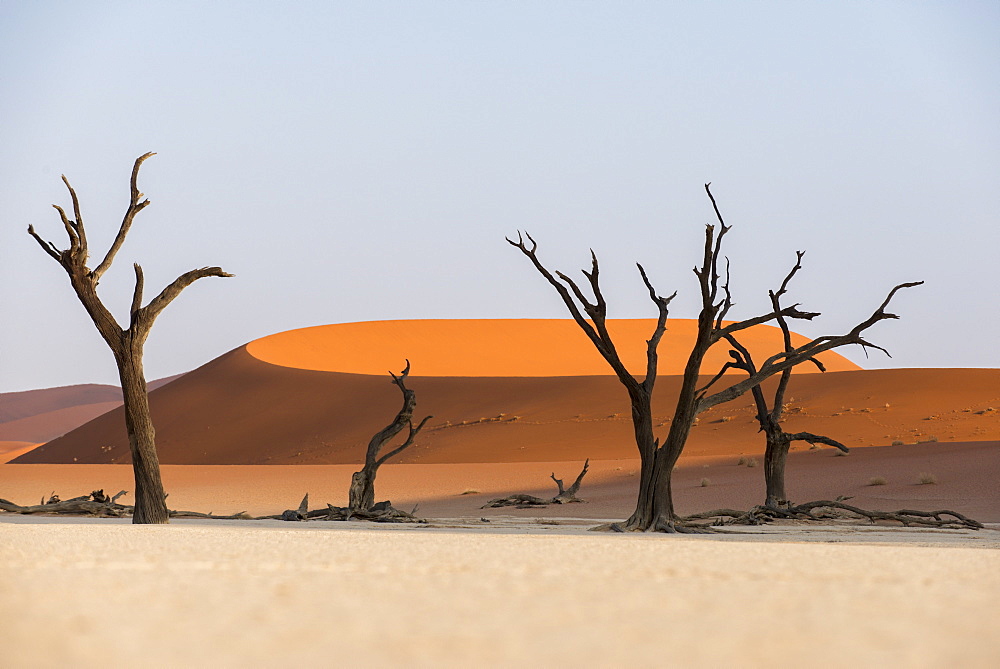 Dead acacia trees silhouetted against sand dunes at Deadvlei, Namib-Naukluft Park, Namibia, Africa