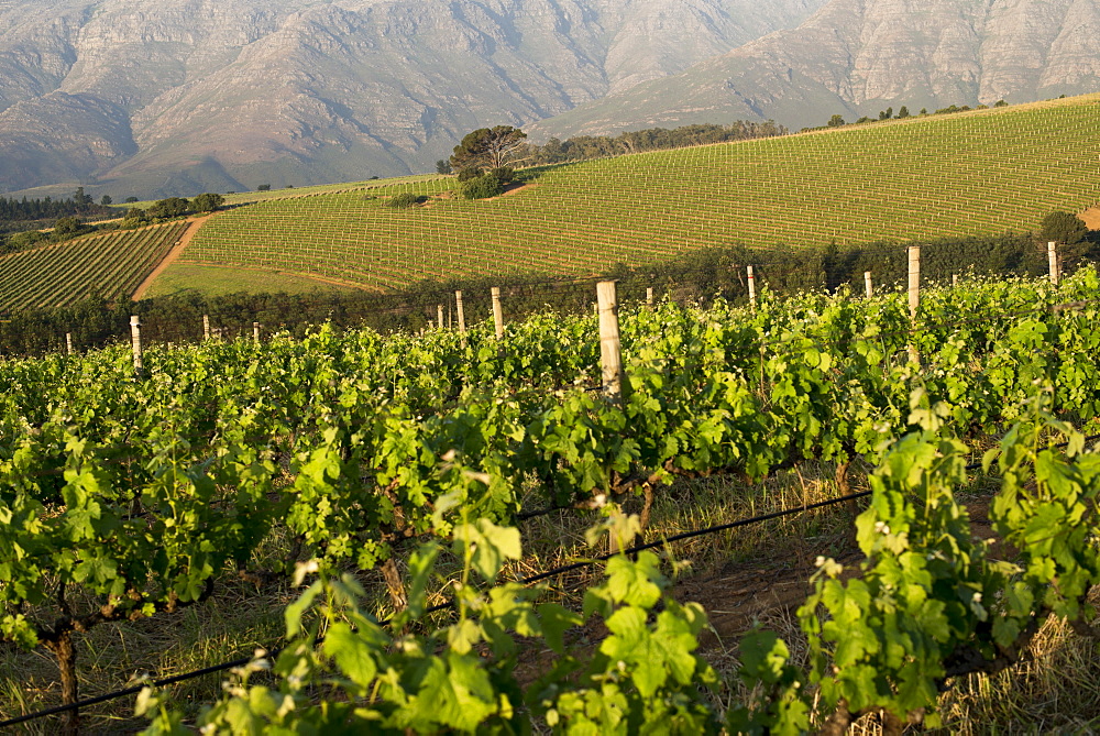 Vineyards near Stellenbosch in the Western Cape, South Africa, Africa