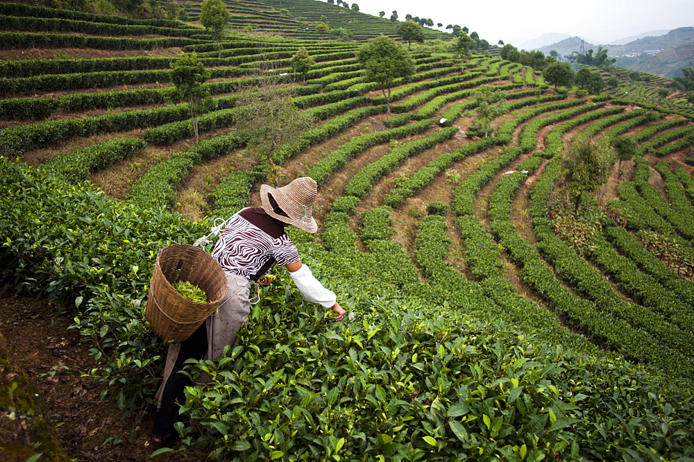 A woman collects tea leaves on a Puer tea estate in Yunnan Province, China, Asia