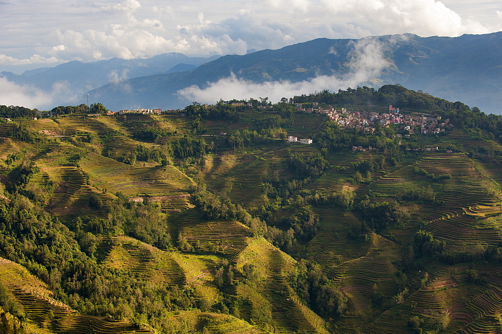 The Yuanyang terraced rice paddies in China have been fashioned over hundreds of years by the Hani, Yunnan Province, China, Asia