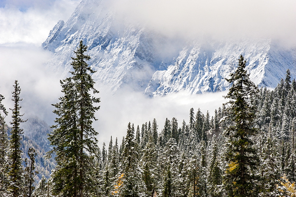 Early in morning frost on trees in Mount Siguniang, an area of outstanding natural beauty in Sichuan Province, China, Asia