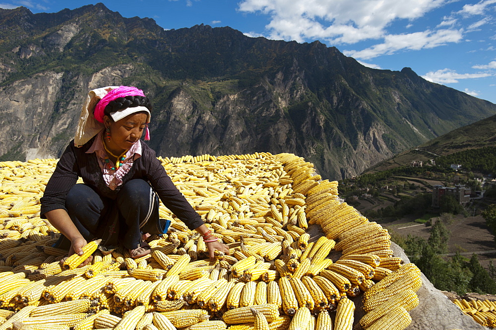 Drying maize (corn), on rooftops of traditional Tibetan houses at Jiaju Zangzhai, Sichuan Province, China, Asia