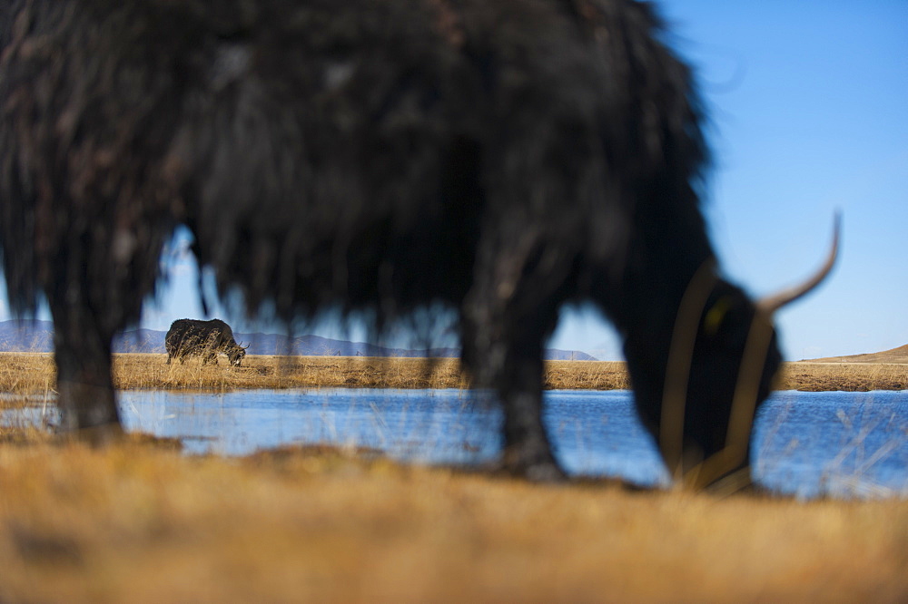 Yaks grazing on the vast open rangelands on the edge of the Tibetan Plateau in Sichuan Province, China, Asia