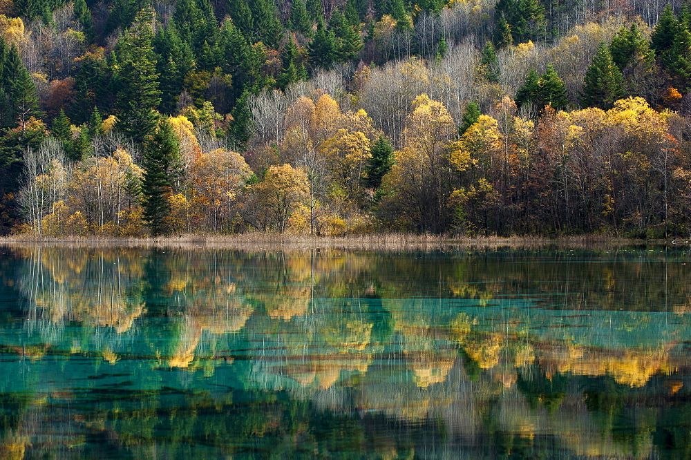 Jiuzhaigou on the edge of the Tibetan Plateau, known for its waterfalls and colourful lakes, located in the north of Sichuan Province, China, Asia