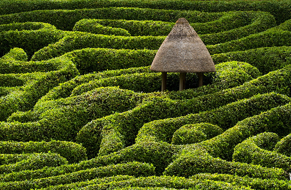 A maze in Glendurgan Garden on the Lizard peninsula in Cornwall, England, United Kingdom, Europe