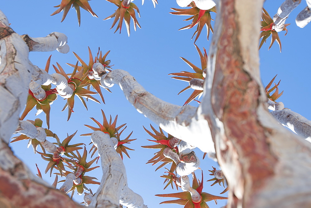 The Quiver Tree gets its name from the San people who used the tubular branches to form quivers for their arrows, Karas Region, Namibia, Africa