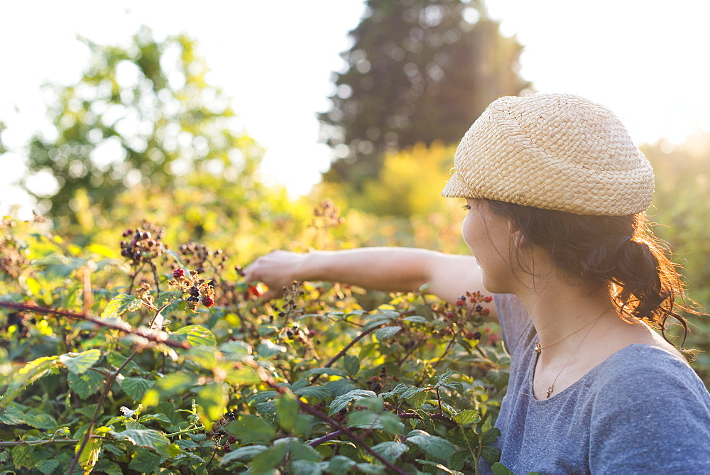 Collecting blackberries near Blean Woods in Kent, England, United Kingdom, Europe