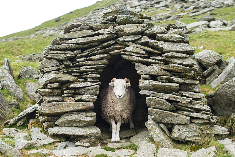 A sheep inside an old shepherd's stone shelter on the trail to The Old Man of Coniston, Lake District National Park, Cumbria, England, United Kingdom, Europe