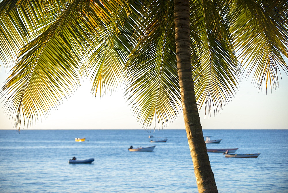 A view out to sea at sunset beneath the palm trees at Castara Bay in Tobago, Trinidad and Tobago, West Indies, Caribbean, Central America