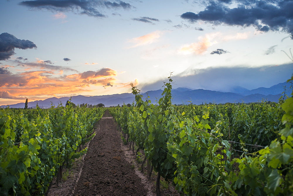 Malbec vineyards at the foot of the Andes in the Uco Valley near Mendoza, Argentina, South America