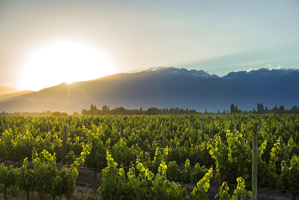 Malbec vineyards at the foot of the Andes in the Uco Valley near Mendoza, Argentina, South America