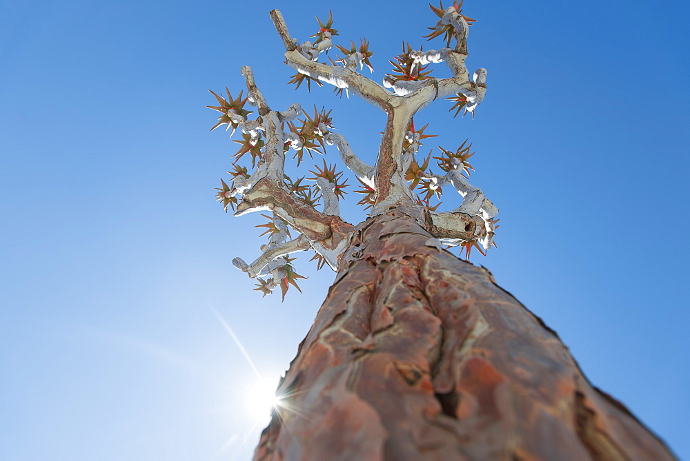 The Quiver Tree in Namibia gets its name from the San people who used the tubular branches to form quivers for their arrows, Karas Region, Namibia, Africa