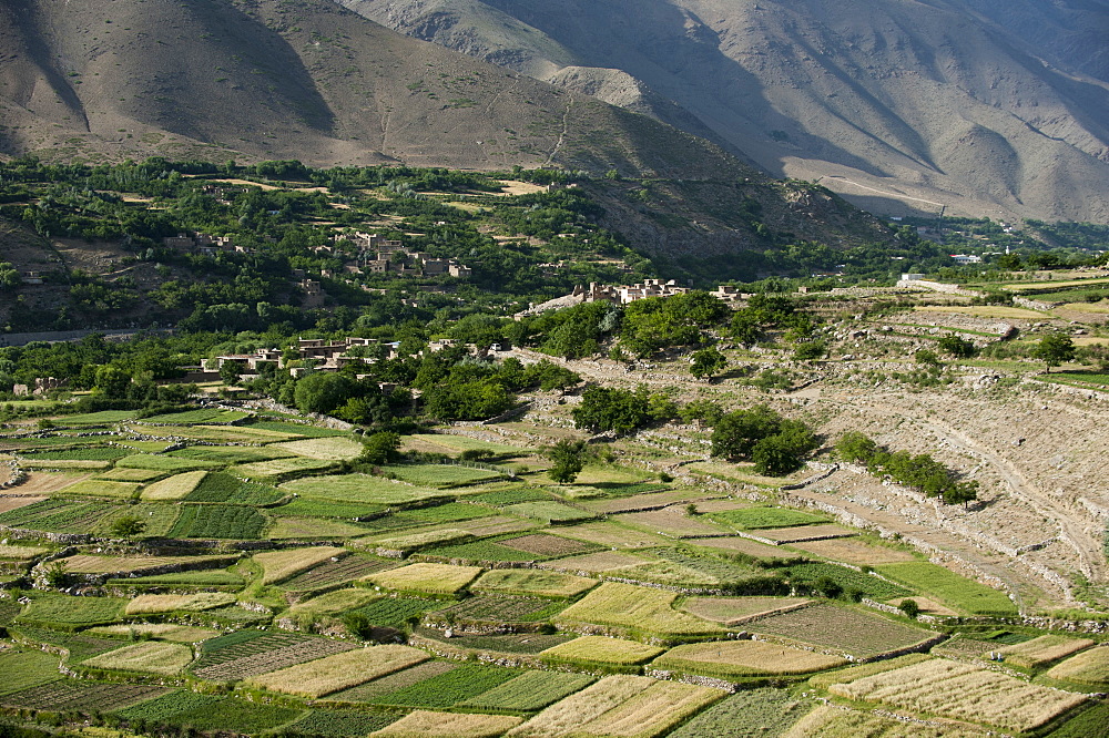 Wheat fields in the Panjshir Valley, Afghanistan, Asia