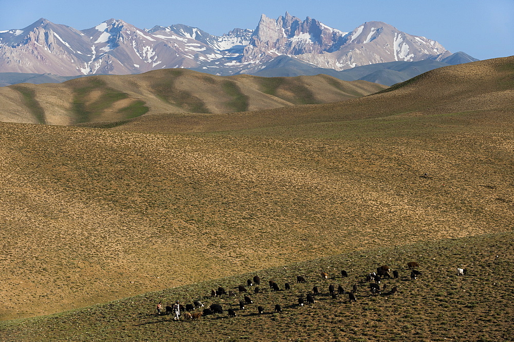 A shepherd with his sheep and goats in Bamiyan Province, Afghanistan, Asia