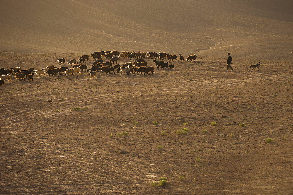 The long march, in the barren hills of Afghanistan, shepherds and their flocks are compelled to walk long distances, Afghanistan, Asia