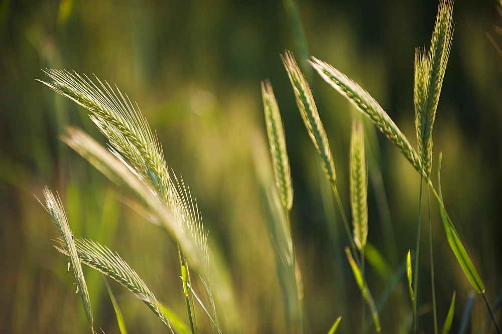 A close up of wheat ripening in Bamiyan Province, Afghanistan, Asia