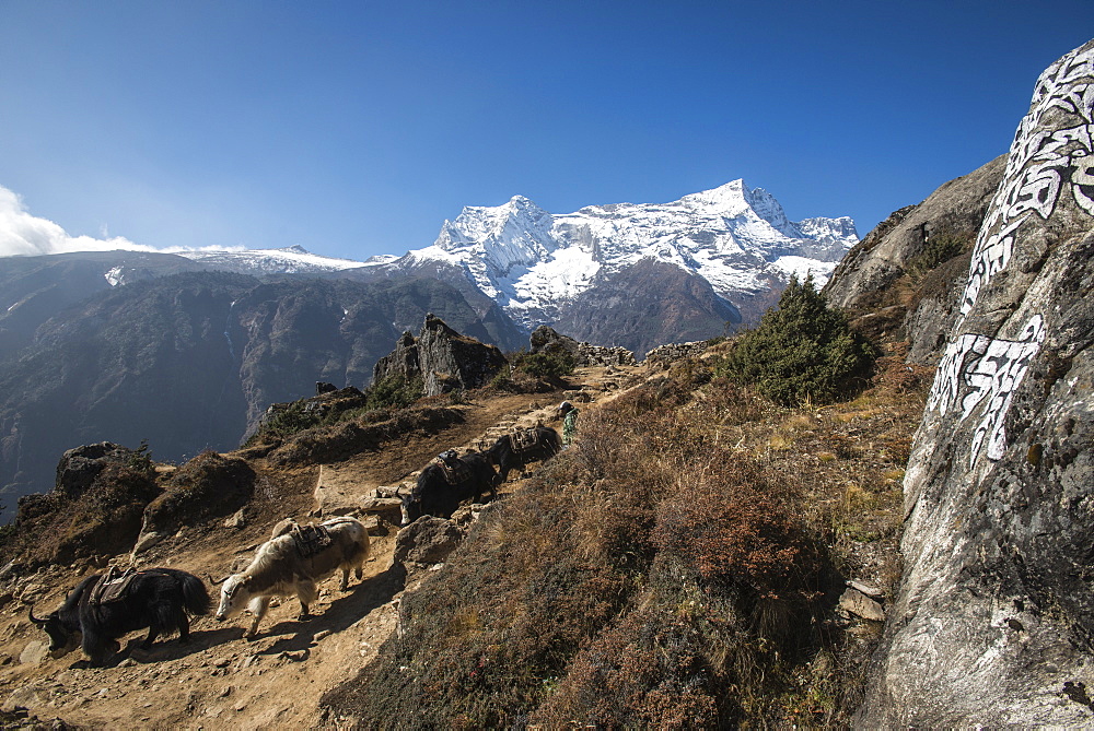 Yaks make their way down from Everest Base Camp to collect more supplies, with Kongde the peak in the distance, Nepal, Himalayas, Asia