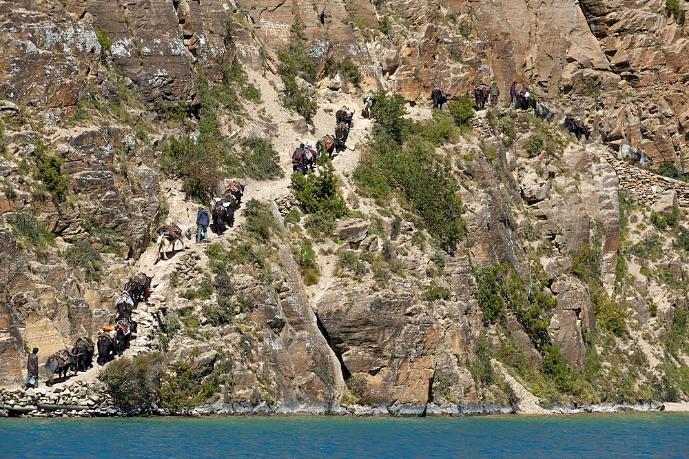 Yaks, the local beasts of burden and the principal mode of transport, bringing supplies into Dolpa, a remote region of Nepal, Himalayas, Asia