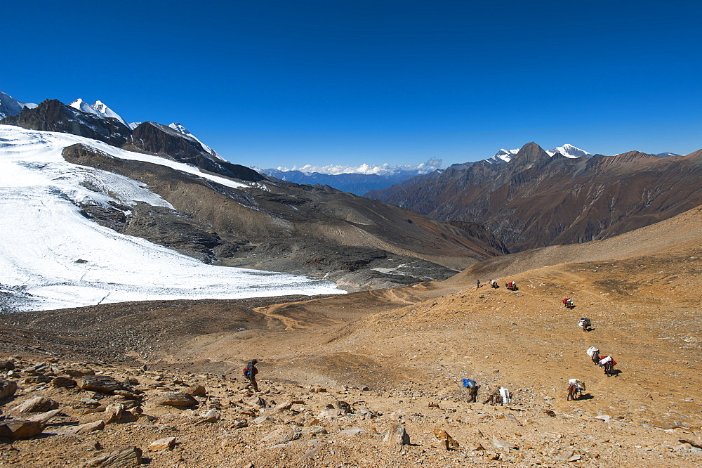 Mules and trekkers descend the Kagmara La, the highest point in the Kagmara valley at 5115m in Dolpa, a remote region of Nepal, Himalayas, Asia