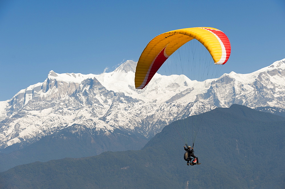 A tandem paraglider flys above Pokhara with views of the Annapurnas, Nepal, Himalayas, Asia