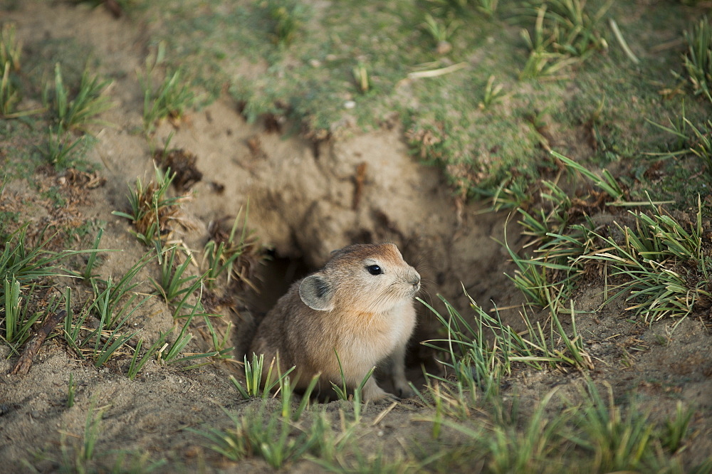 A Pika peeks his nose out of his hole near Tso Moriri in the remote region of Ladalkh, north India, Asia