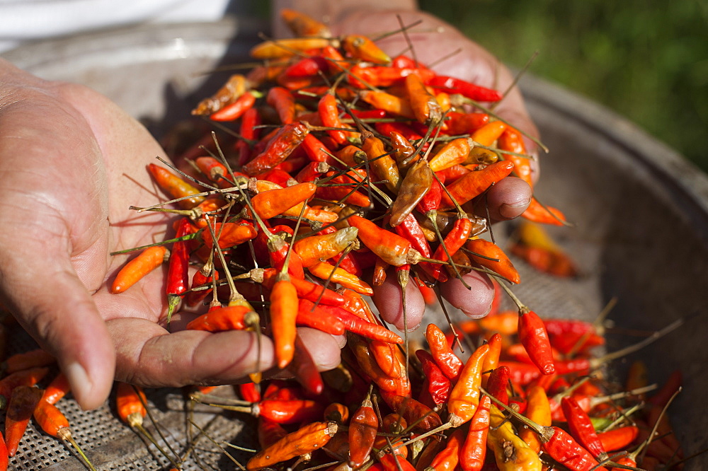 A man holds up a handful of freshly picked chillies, Chittagong Hill Tracts, Bangladesh, Asia