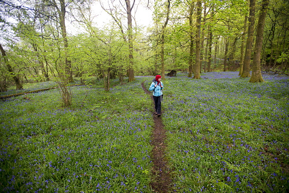 A woman walks through a forest surrounded by bluebells near Grasmere, Lake District, Cumbria, England, United Kingdom, Europe