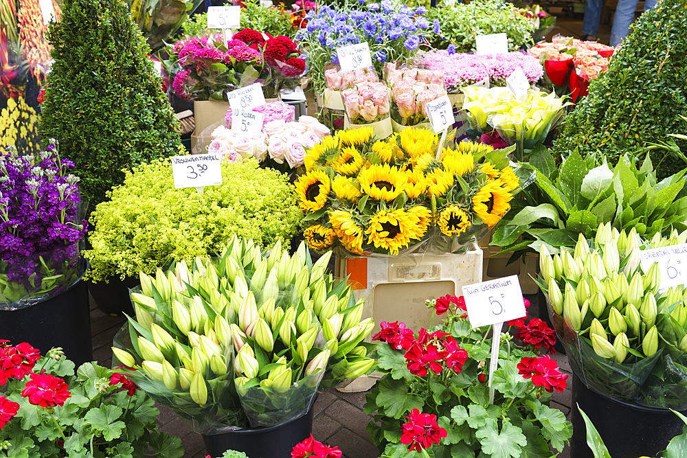 Flowers for sale in the Bloemenmarkt (flower market), Amsterdam, North Holland, The Netherlands, Europe