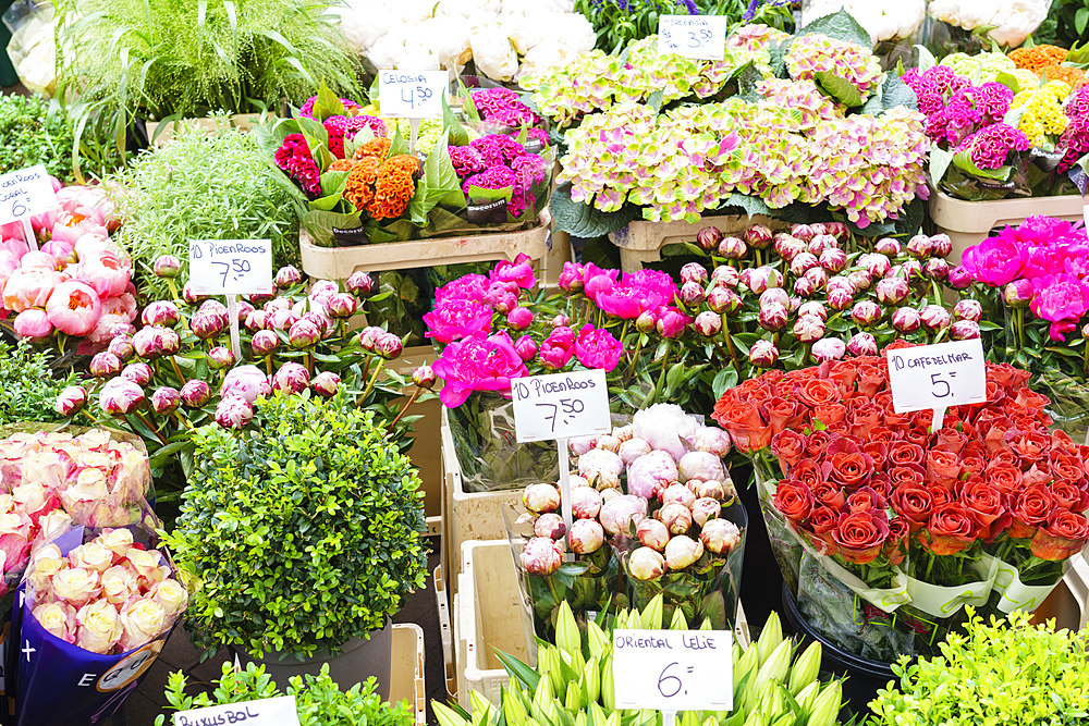 Flowers for sale in the Bloemenmarkt (flower market), Amsterdam, North Holland, The Netherlands, Europe