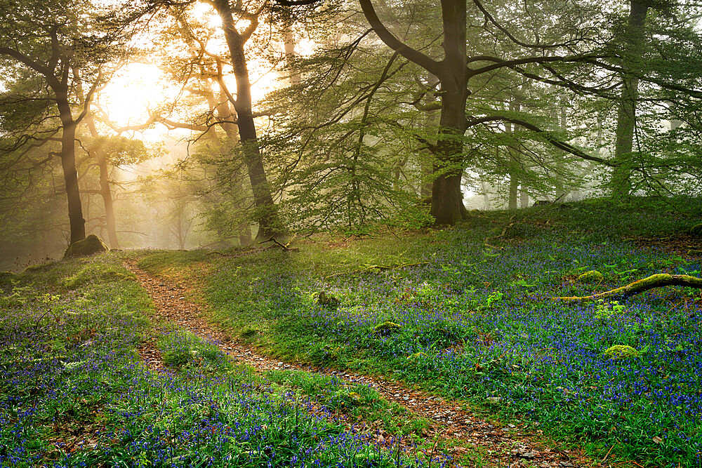 Bluebells and mist in Manesty Wood in Borrowdale, Derwent Water, Lake District National Park, UNESCO World Heritage Site, Cumbria, England, United Kingdom, Europe