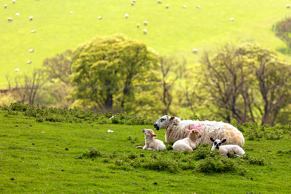 A Swaledale ewe with lambs at Danby, The North Yorkshire Moors, Yorkshire, England, United Kingdom, Europe