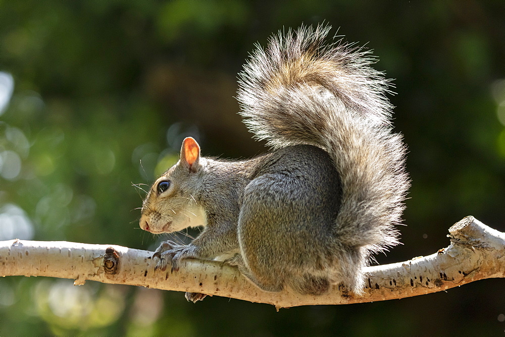 A Grey Squirrel photographed in a North Yorkshire garden, England, United Kingdom, Europe