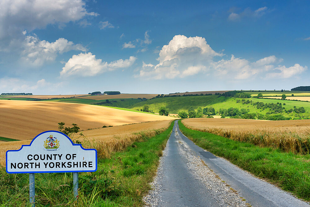 Corn fields and rolling chalk hills in mid-summer sunshine near Fridaythorpe on the East Yorkshire Wolds, Yorkshire, England, United Kingdom, Europe