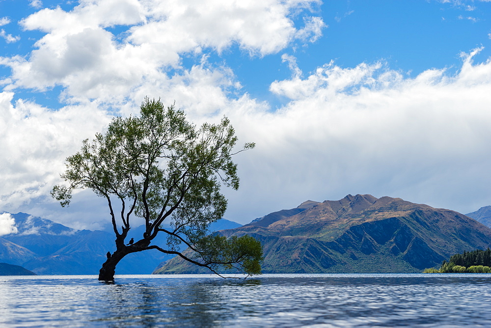 A lonely tree is silhouetted in a lake in the mountains, Wanaka, Otago, South Island, New Zealand, Pacific