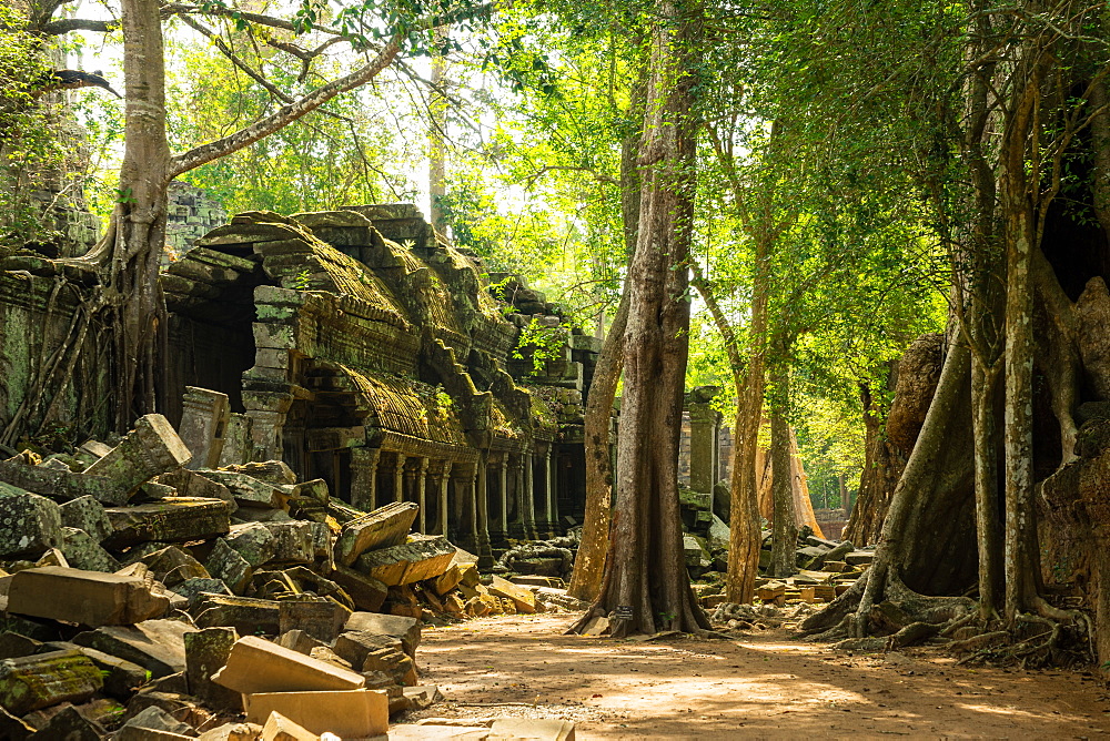 The jungle hides the ancient ruins of Ta Prohm in the Angkor National Park, Angkor, UNESCO World Heritage Site, Siem Reap, Cambodia, Indochina, Southeast, Asia, Asia