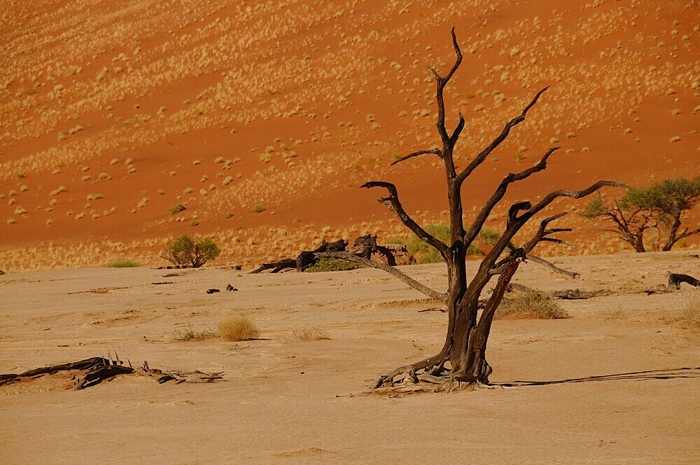 Dead Vlei, Sossusvlei, Namib Desert, Namibia, Africa