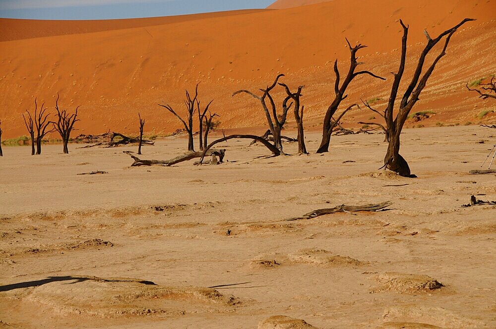 Dead Vlei, Sossusvlei, Namib Desert, Namibia, Africa