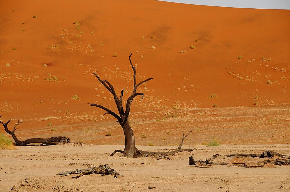 Dead Vlei, Sossusvlei, Namib Desert, Namibia, Africa