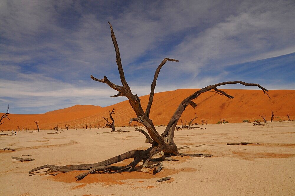 Dead Vlei, Sossusvlei, Namib Desert, Namibia, Africa