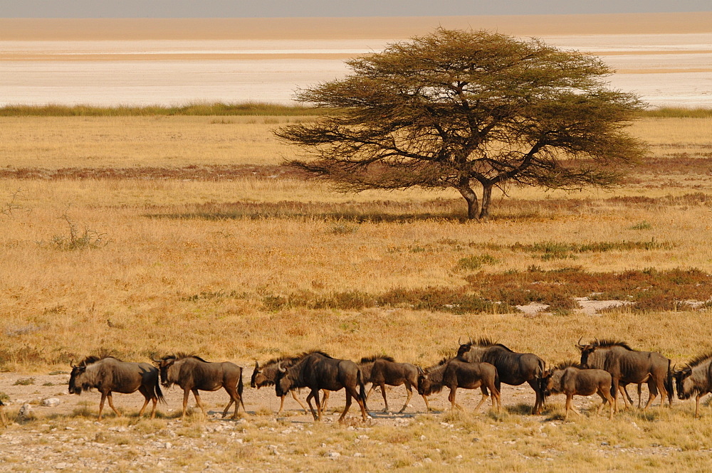 A group of antelopes at the heart of Etosha National Park, Namibia, Africa