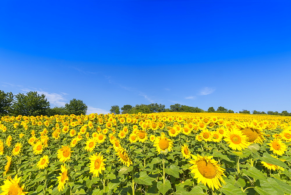 Sunflower field in Burgenland, Austria, Europe