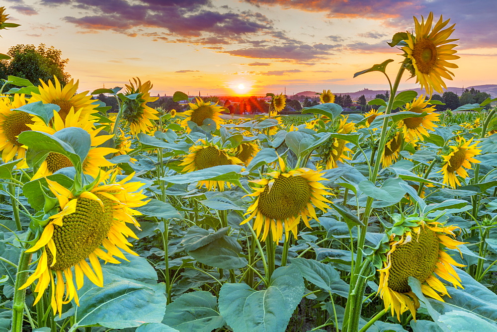 Sunflowers at sunset, Austria, Europe