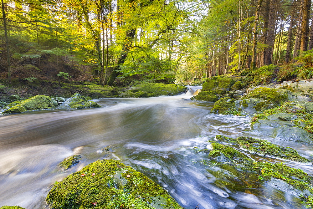 Tollymore Forest Park, Shimna River, County Down, Ulster, Northern Ireland, United Kingdom, Europe