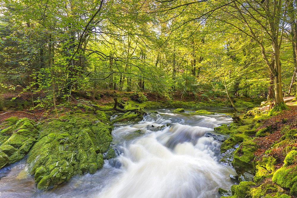 Tollymore Forest Park, Shimna River, County Down, Ulster, Northern Ireland, United Kingdom, Europe