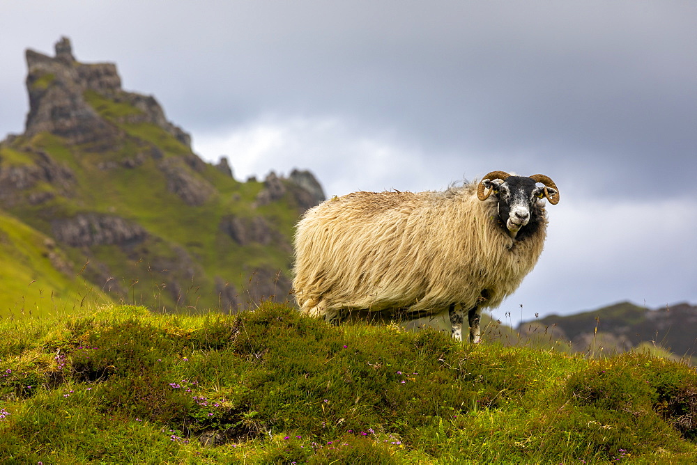 Ram Sheep (Ovis aries), The Quiraing, Isle of Skye, Inner Hebrides, Highlands and Islands, Scotland, United Kingdom, Europe