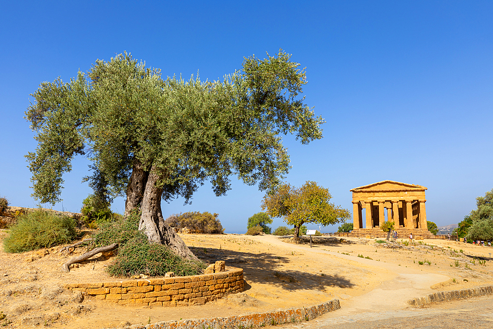 Tree and Temple of Concordia, Valle dei Templi (Valley of Temples), UNESCO World Heritage Site, Hellenic architecture, Agrigento, Sicily, Italy, Mediterranean, Europe