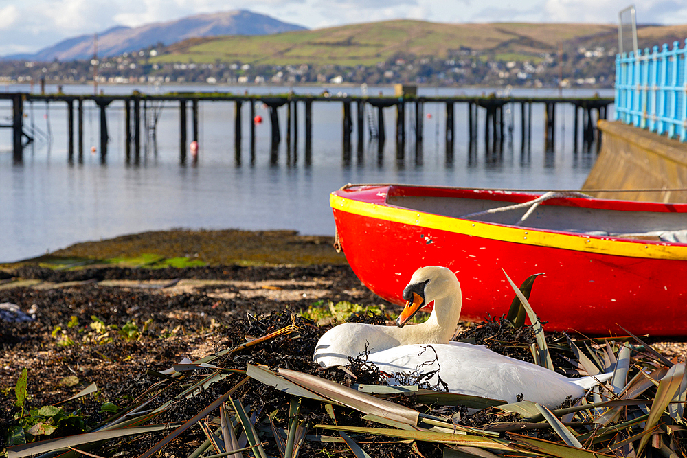 Swan nesting next to boat, Gourock, Firth of Clyde, Inverclyde, Scotland, United Kingdom, Europe